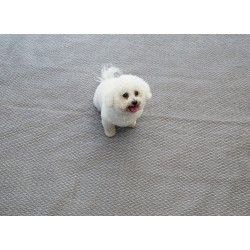 TAPIS FLINT 2,5 x 3,0 M ISABELLA